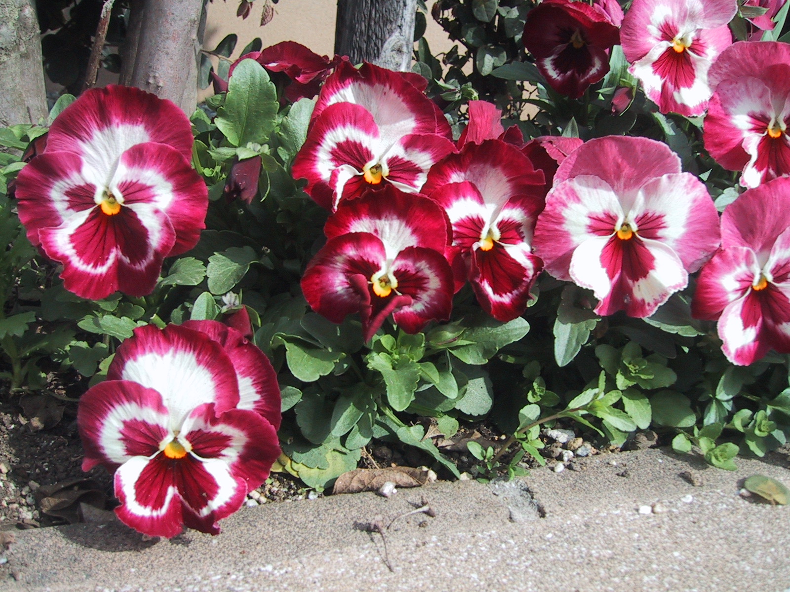 Lrいちごショートのパンジー 花盛り 気ままな毎日 花とトイプードルに囲まれた生活