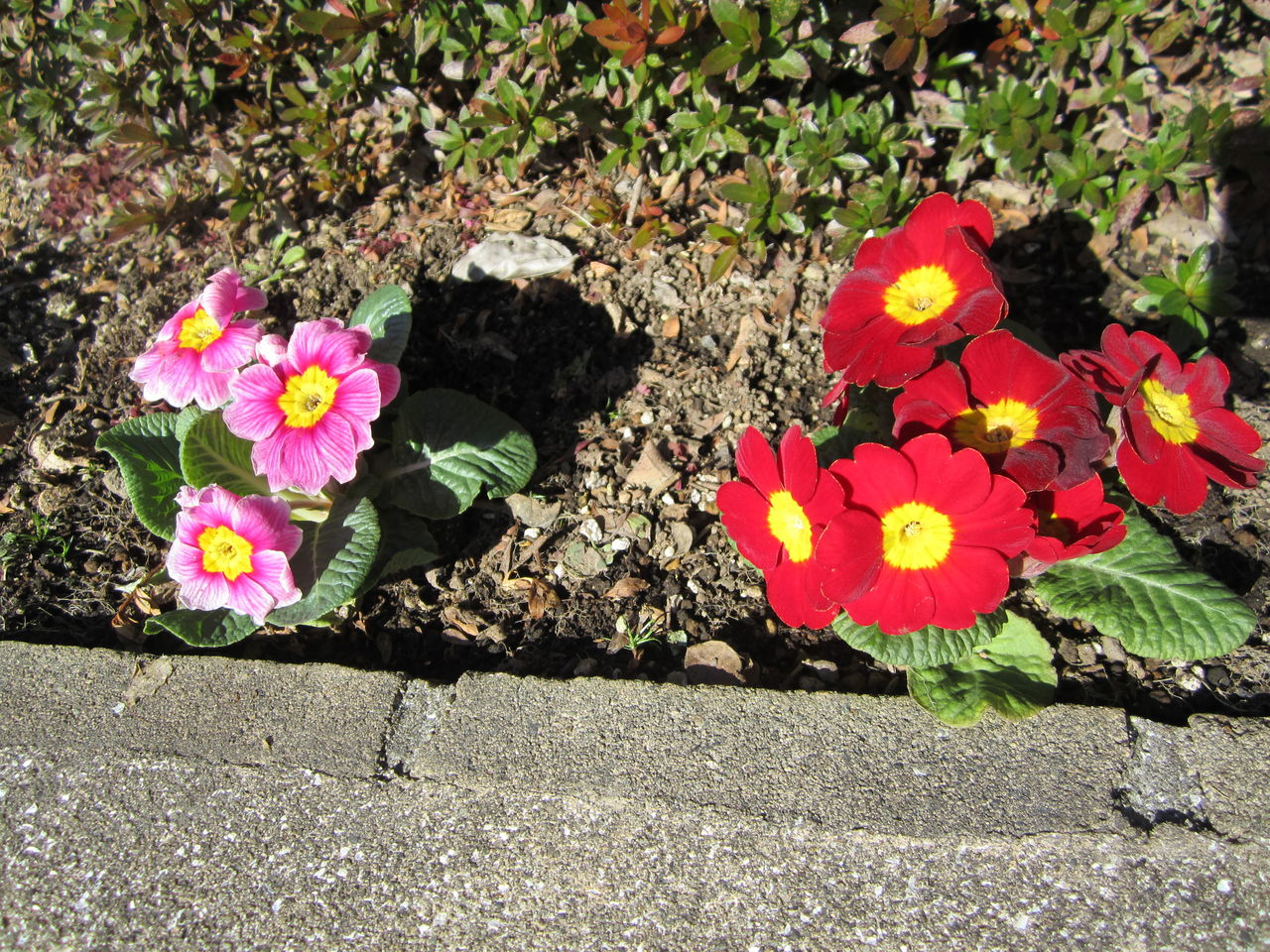プリムラ ジュリアンを地植えしました 気ままな毎日 花とトイプードルに囲まれた生活