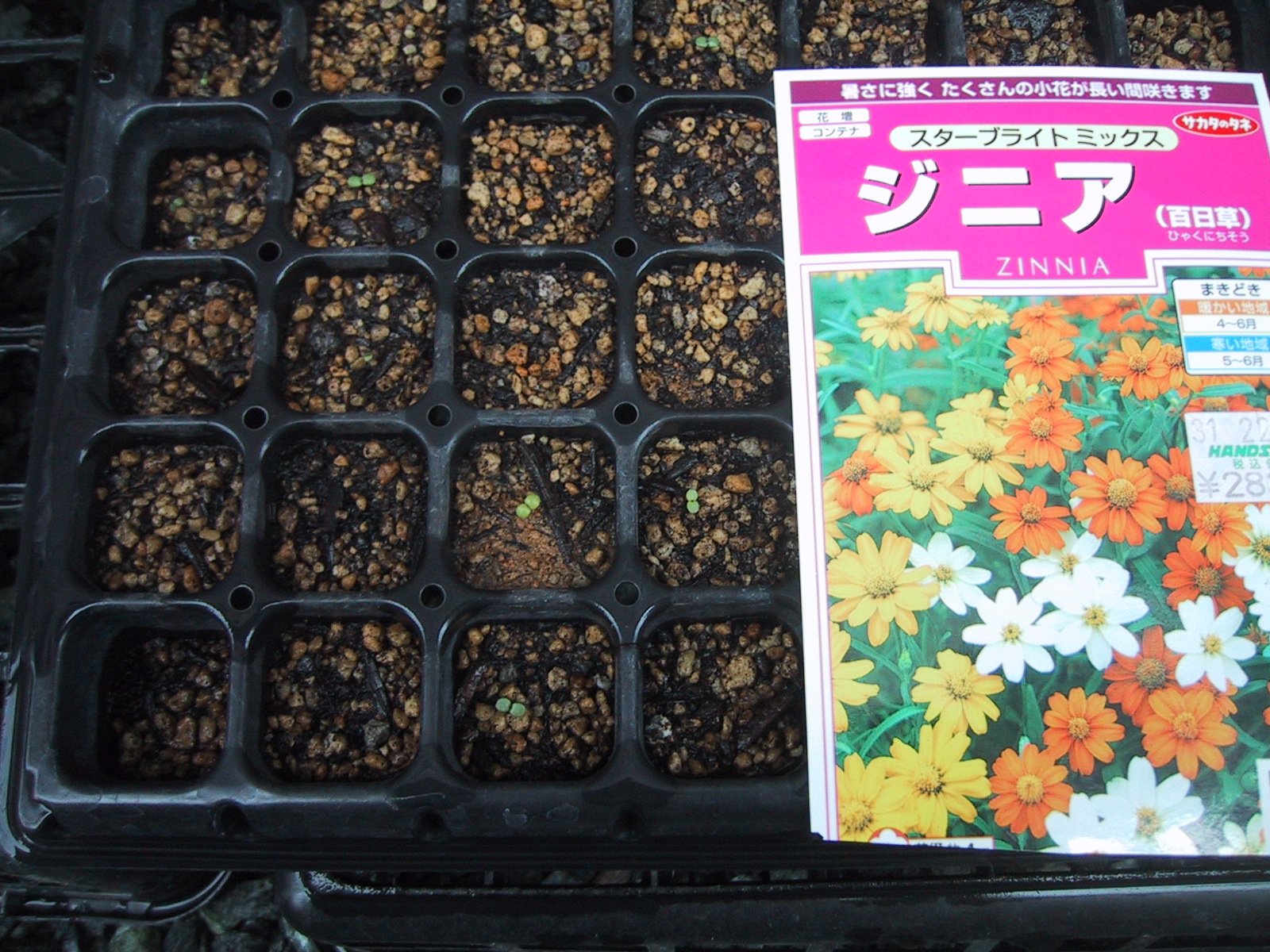 ジニアの種を蒔きました 気ままな毎日 花とトイプードルに囲まれた生活
