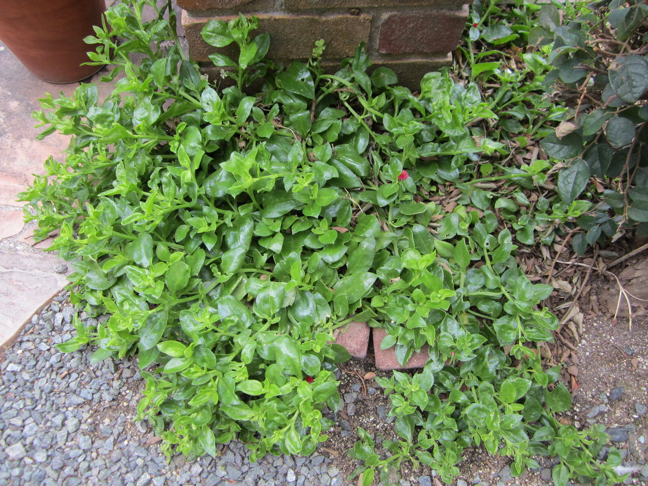 ベビーサンローズをさし芽にしました 気ままな毎日 花とトイプードルに囲まれた生活