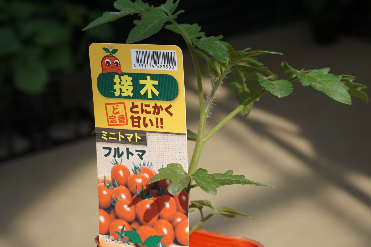 今週も参考までにトマト苗 立澤農園 トマト日記 今週も参考までにトマト苗 立澤農園 トマト日記