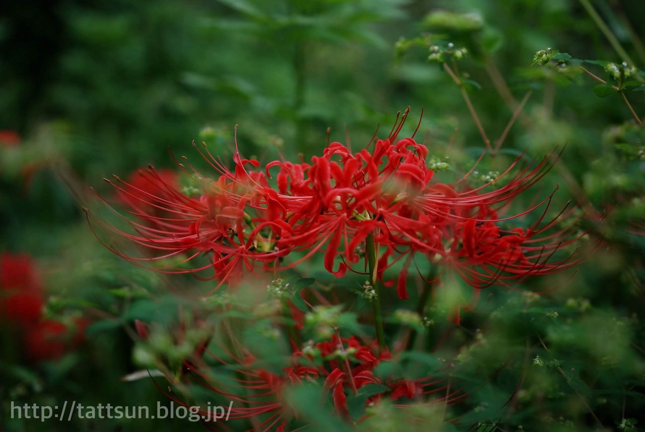 いちばん好きな花 窪野の曼珠沙華は八分 咲き やる気がなくてすいません
