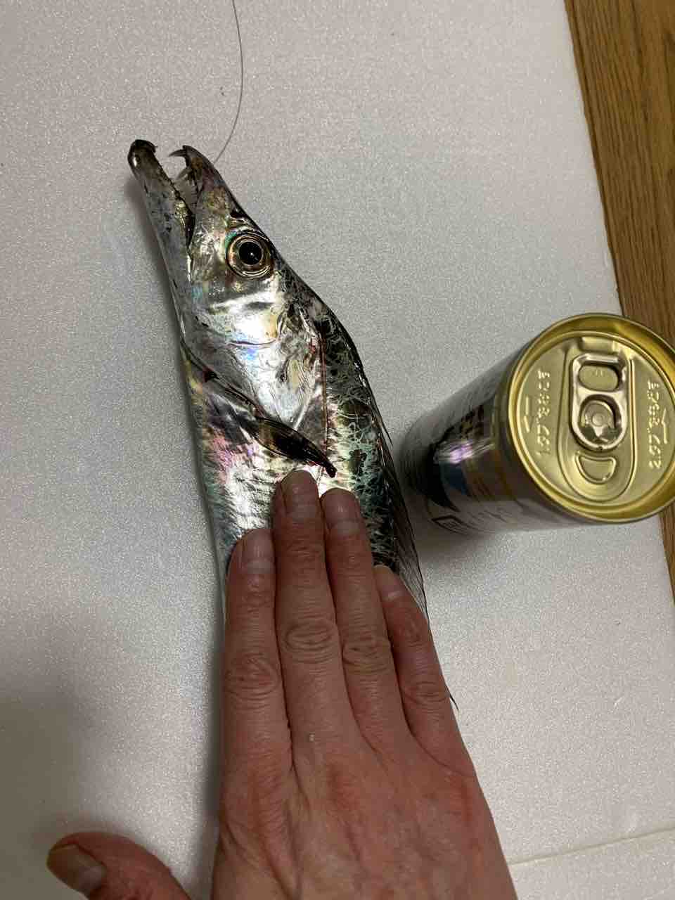 今年初 タチウオ 広島タチウオ釣り