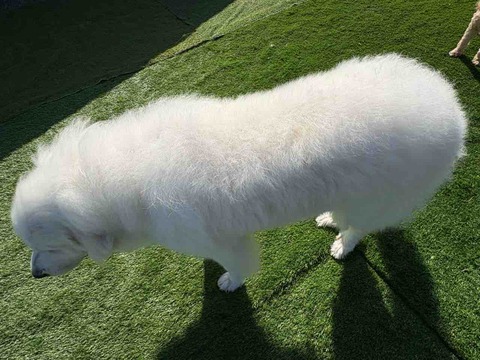 FullSizeRender
