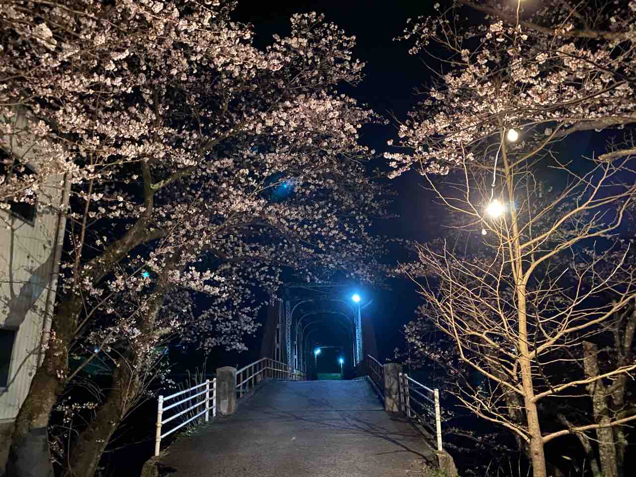 田舎ならではの風情ある夜桜風景 サマジニのいる生活samajini Diary