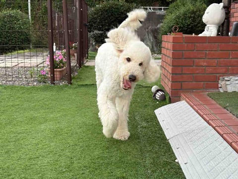 IMG_4648