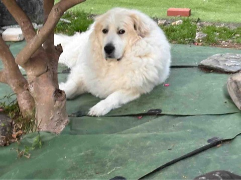 IMG_0138