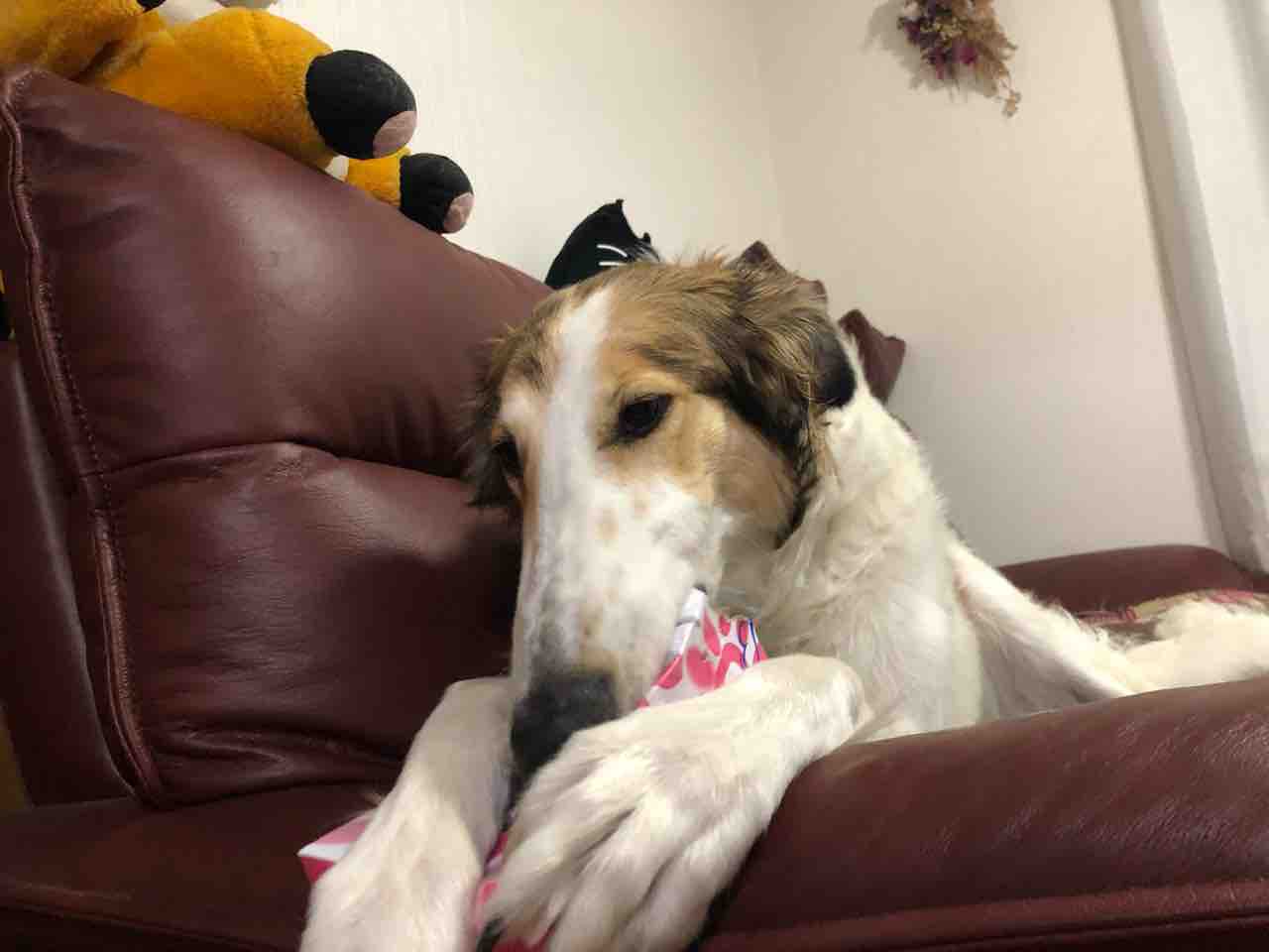 ティッシュは食べれなかったでち サマジニのいる生活samajini Diary