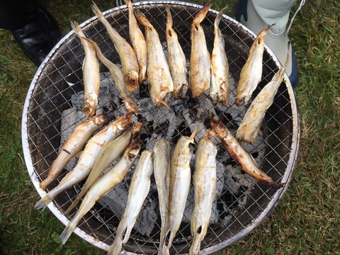 171029門別ししゃも祭F