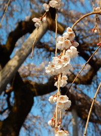 DSCN0361