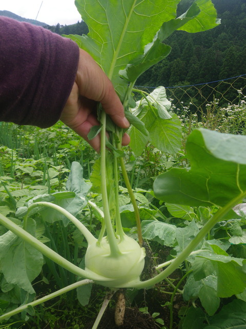 しんいり野菜。