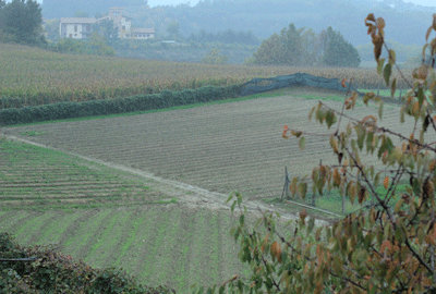 10-veneto-zafferano1