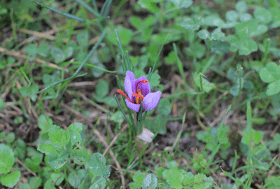 10-veneto-zafferano3