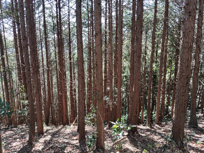 高尾山 杉