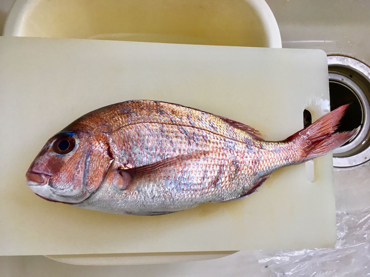 真鯛の湯引き 縁起のいい 鯛の鯛 を探すコツ 実録主義 真鯛の湯引き 縁起のいい 鯛の鯛 を探すコツ 実録主義