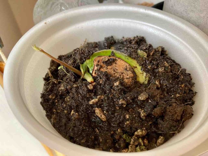 マンゴー 発芽 食べまき 栽培