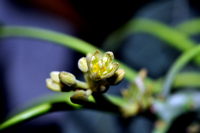 ついに花芽 5年育てたアボカドに春がきた 実録主義 ついに花芽 5年育てたアボカドに春がきた 実録主義