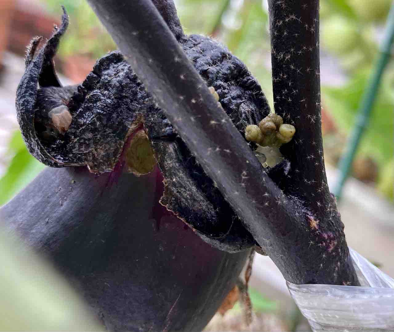 ベランダ菜園 夏野菜とコンパニオンプランツ 実録主義 ベランダ菜園 夏野菜とコンパニオンプランツ 実録主義