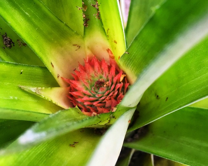 食べまきパイナップルの花?