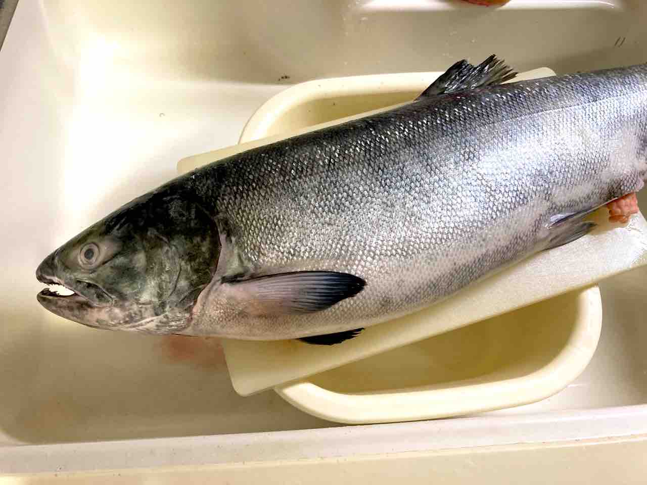 丸ごと1匹 シャケを解体 実録主義