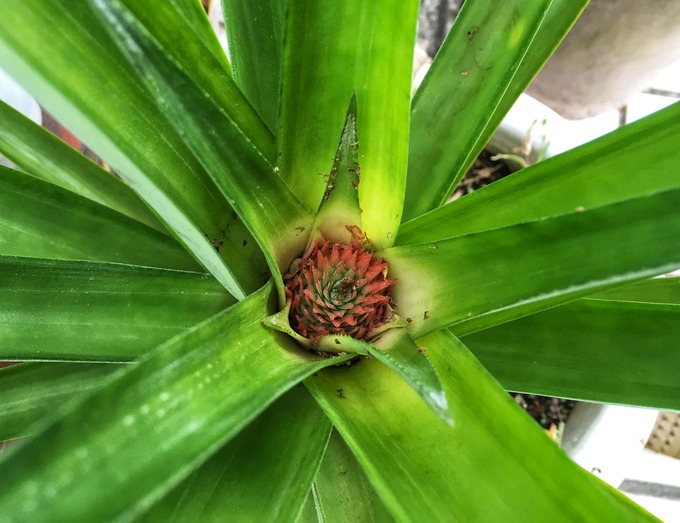 パイナップルの花?