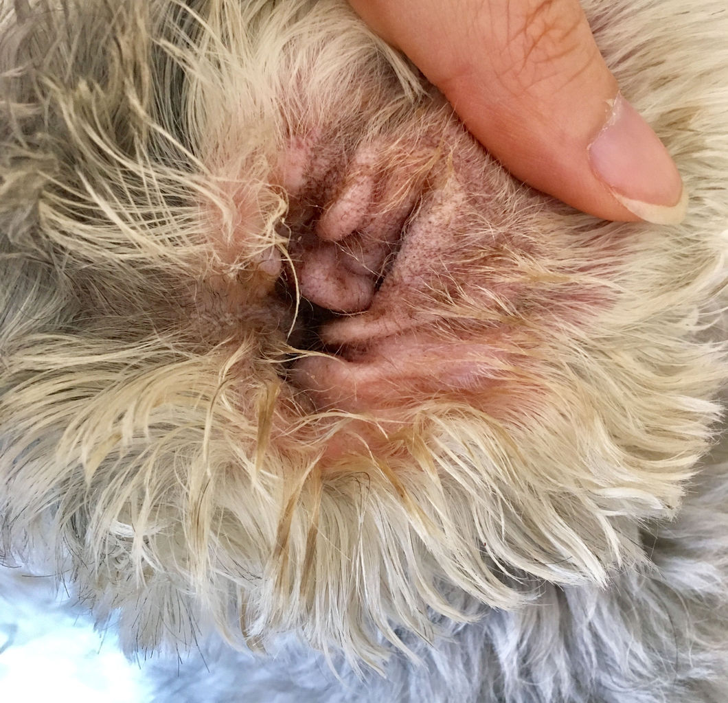 お家で出来るシュナ毛（耳の中の毛）のお手入れ方法 : 実録主義！