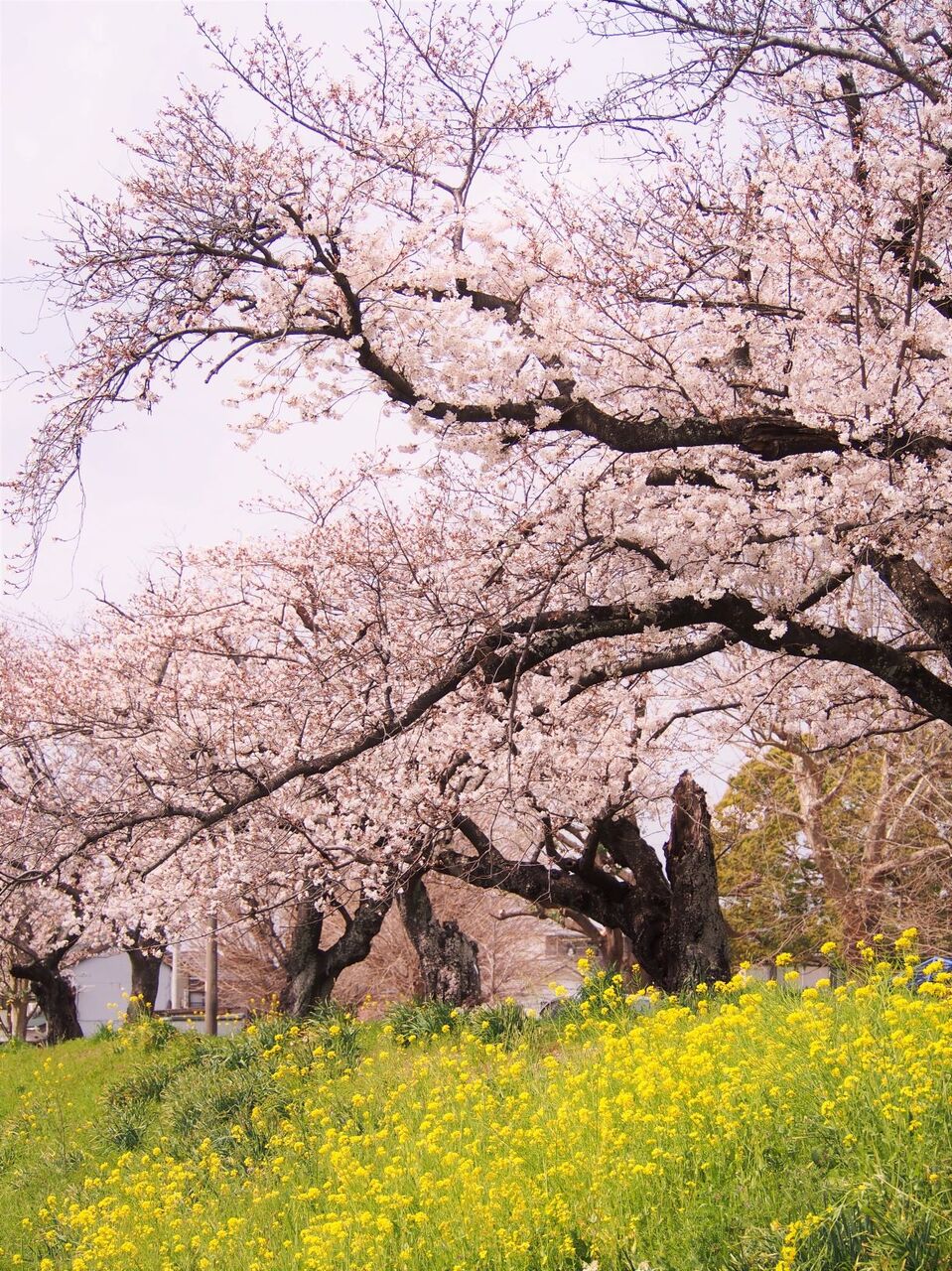 佐奈川の桜と菜の花と亀 Tbr 社員のほっと一息するブログ