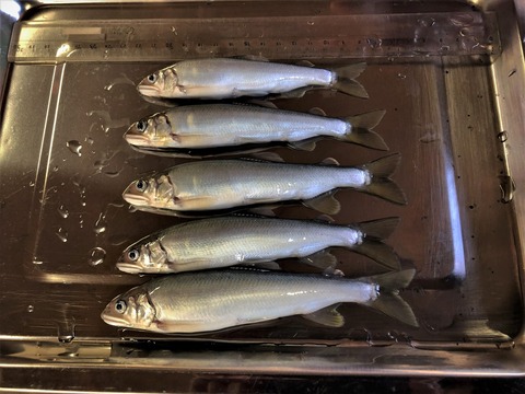鮎