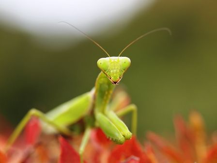 カマキリ