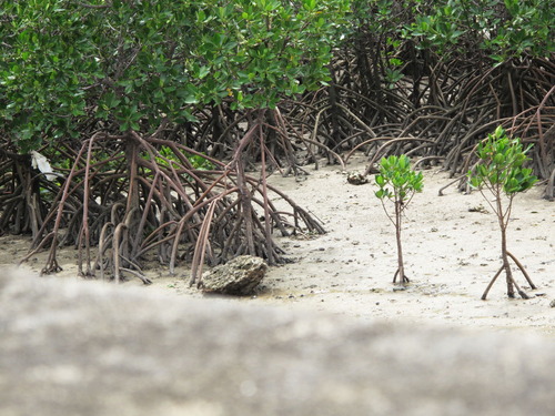 ishigaki_0232