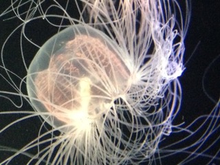 写真 4(2)