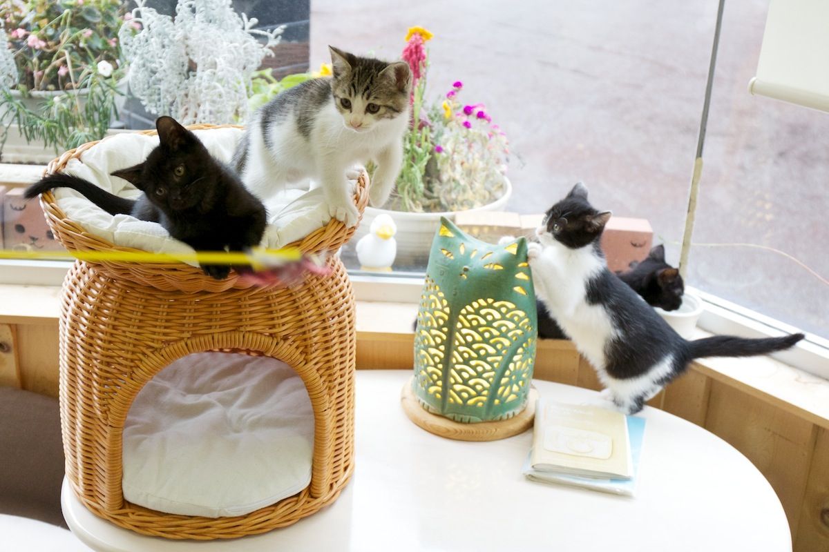猫カフェ ぽんぽろ しっぽカフェポータル 猫カフェ ぽんぽろ しっぽカフェポータル