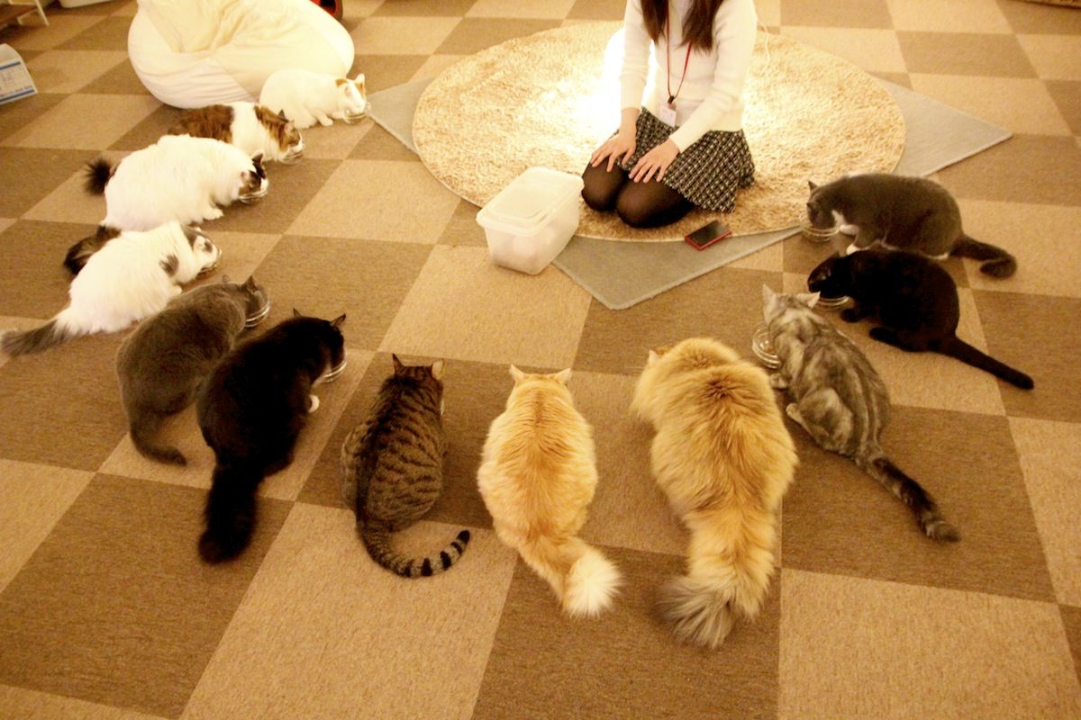 Cat Cafe ねころび しっぽカフェポータル Cat Cafe ねころび しっぽカフェポータル