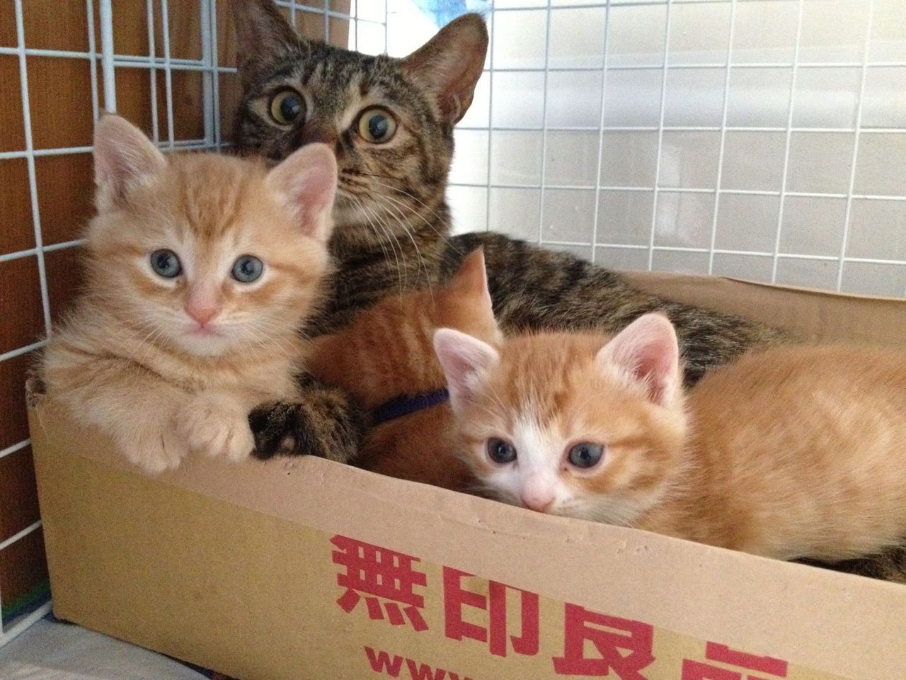 東京キャットガーディアンとは しっぽ不動産