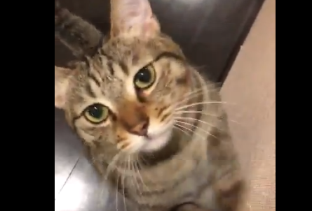 キャプチャ
