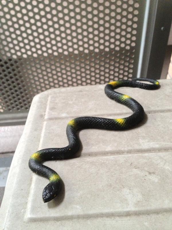 ベランダに来る鳩を撃退するのに ダイソーで100円の ある物 が効き目があった 1458 まとめッター