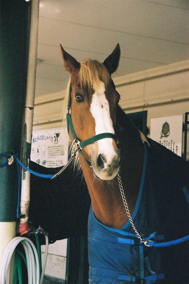 Horse Review〜頑張れ、南関東〜