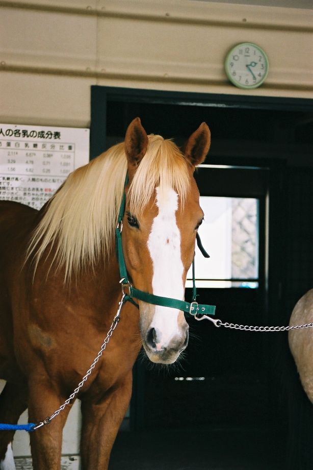 トウショウファルコ Horse Review 頑張れ 南関東