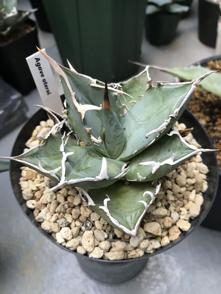 植物アガベの紹介です : 案山子日記～都筑シニアセンター～