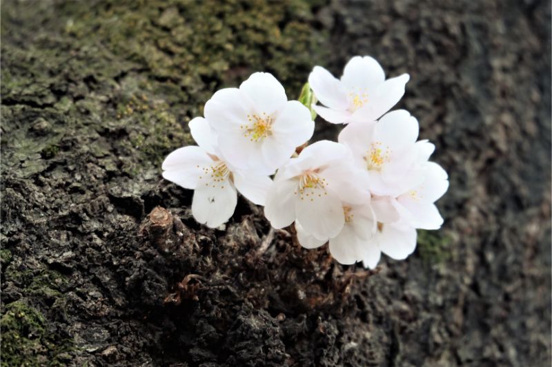 松戸 馬橋 Sampo Cafe サンポカフェ 季節のパンケーキ 苺と小豆のお花見パンケーキ パンケーキ部 Pancake Club Powered By ライブドアブログ