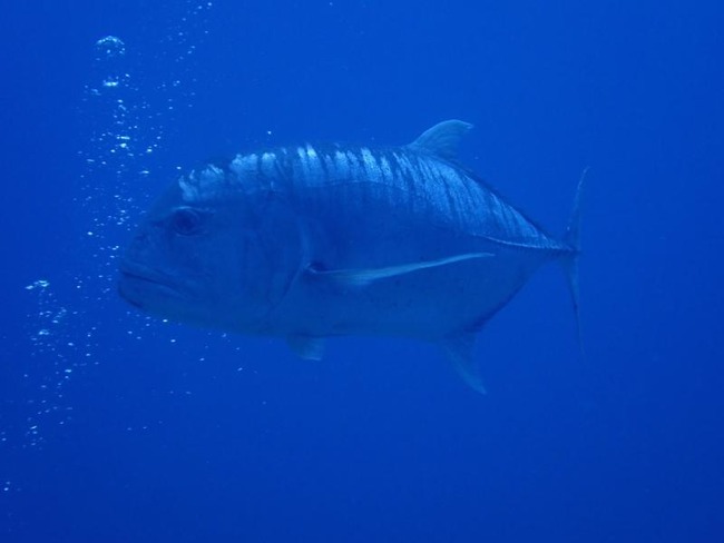 79a2ba6a61aab200830b005a0b68c5b0