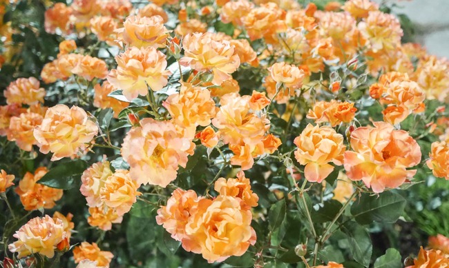 P2860029