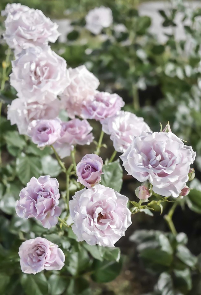 P2860027