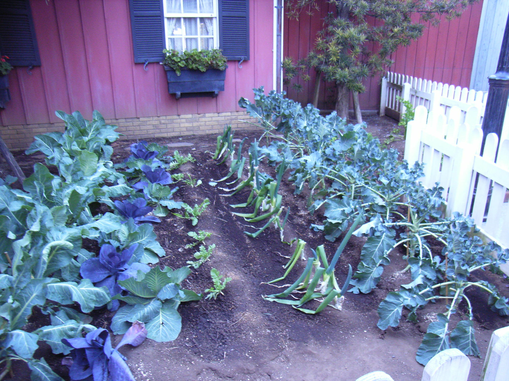 ディズニーシーの畑は ディズニーリゾート 秘情報 Tdr 秘情報アネックス