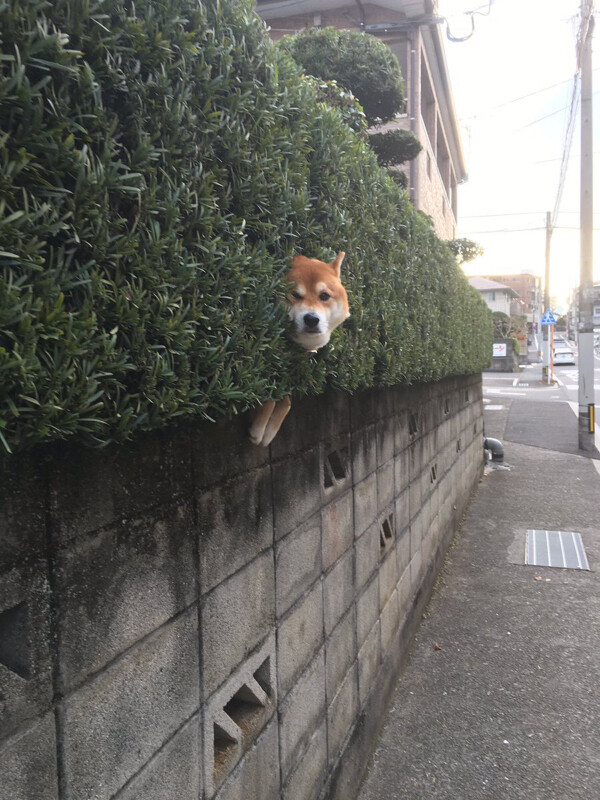 なんjに現れたイッヌ達で1番すこなやつ それな速報