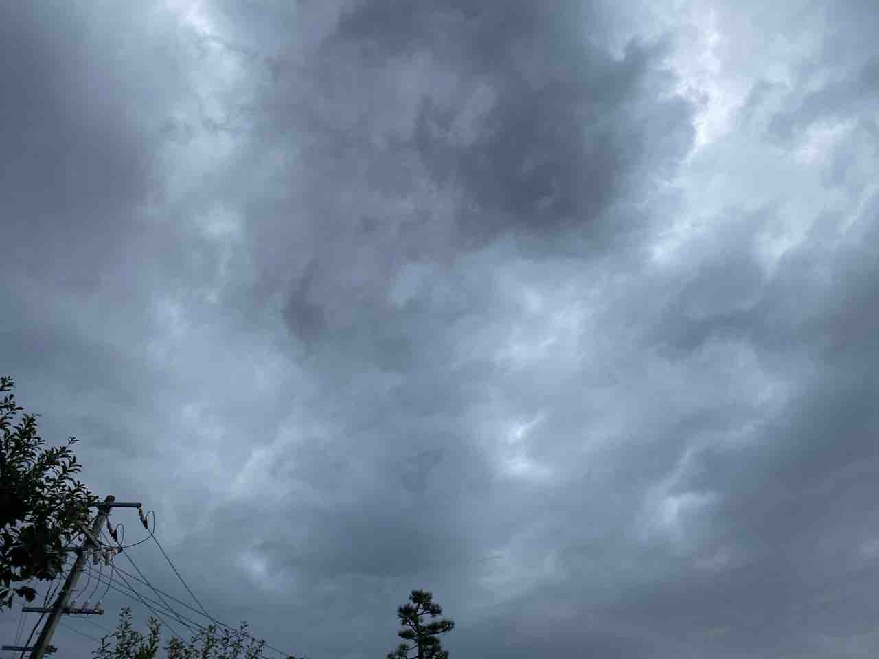 Sailfin Sandfish 夢先案内人