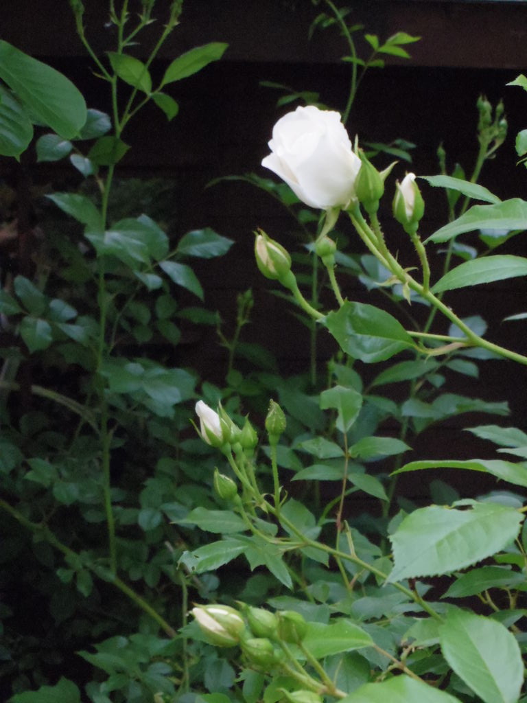5 10の花 ひたち野うしく 茶道あおば会