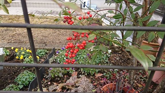 南天と栽培方法と鳥 あれから 節約目当ての家庭菜園 南天と栽培方法と鳥 あれから 節約目当ての家庭菜園