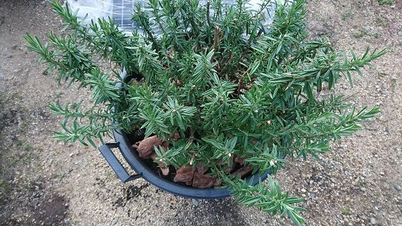 ローズマリーの 割と 結構 メチャクチャ 大変だった 植え替え 節約目当ての家庭菜園 ローズマリーの 割と 結構 メチャクチャ 大変だった 植え替え 節約目当ての家庭菜園