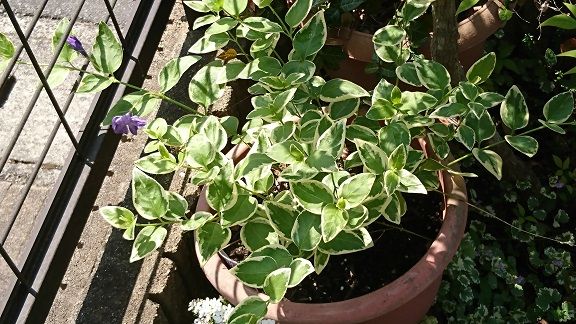 ツルニチニチソウ 1 4 伸びて伸びて伸びて 節約目当ての家庭菜園